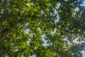 jungle canopy of green tree leaves Royalty Free Stock Photo