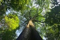 Jungle canopy greenery view from below