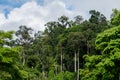 Jungle canopy in Khao Lak Royalty Free Stock Photo