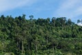 Jungle canopy in Khao Lak Royalty Free Stock Photo