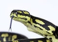 Jungle carpet python Royalty Free Stock Photo