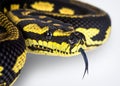 Jungle carpet python Royalty Free Stock Photo