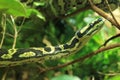 Jungle carpet python