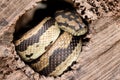 Jungle Carpet Python Royalty Free Stock Photo