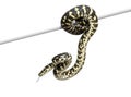 Jungle carpet python, Morelia spilota cheynei Royalty Free Stock Photo
