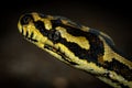 Jungle carpet python Morelia spilota cheynei portrait Royalty Free Stock Photo