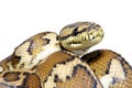 Jungle carpet python, Morelia spilota variegata on white Royalty Free Stock Photo