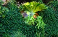 Jungle Carpet Wall & Staghorn Royalty Free Stock Photo