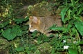 CHAT DES MARAIS felis chaus