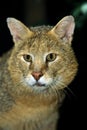 Jungle Cat, felis chaus, Portrait of Adult