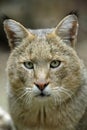 Jungle Cat, felis chaus, Portrait of Male