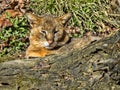 Jungle cat, Felis chaus, resting on the ground