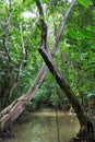 Jungle Channel in the flooded Amazon forest, crossed trees. Nature of South America, Royalty Free Stock Photo