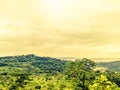 Jungle Clouds