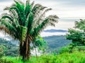 Jungle Clouds