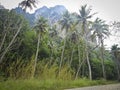 Jungle with coconut trees under a high rocky mountain