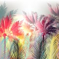 Jungle colorful palms and tropical plants. Royalty Free Stock Photo