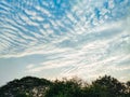 In the jungle of concrete, I found tranquilly here. The azure sky, the greenery, the flowers, the diverse colours. Royalty Free Stock Photo