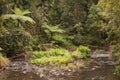 Jungle creek Royalty Free Stock Photo