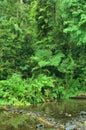 Jungle creek