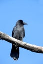 Jungle crow Royalty Free Stock Photo