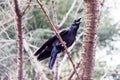 Jungle Crow Cawing