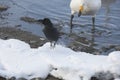 Jungle Crow Jumping off Snow with Onlooker