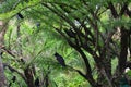 Jungle crow, large-billed crow, thick-billed crow Royalty Free Stock Photo