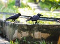 Jungle crow large-billed crow, thick-billed crow, widespread Asian species of crow, is very adaptable to wide ranges of food sou