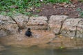 Jungle crow playing in the water