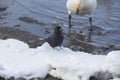 Jungle Crow Standing on Snow with Whooper Swan Onlooker Royalty Free Stock Photo