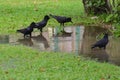 Jungle crow standing on the water in nature