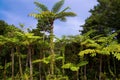 Jungle of cyathea lepifera Royalty Free Stock Photo
