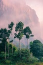 Jungle at dawn. Tropical trees on the background of mountains. Purple fog at dawn