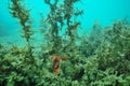 Jungle of dusty seaweeds