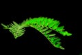 Jungle fern