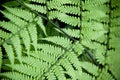 Jungle Fern