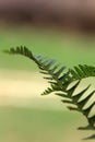 Jungle fern Royalty Free Stock Photo