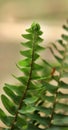 Jungle fern Royalty Free Stock Photo