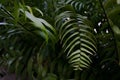 Jungle fern Royalty Free Stock Photo