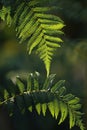 Jungle fern leaves tropical foliage plant against sunlight in rainforest garden nature background, close-up