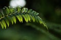 Jungle fern leaves tropical foliage plant against sunlight in rainforest garden nature green background, close-up