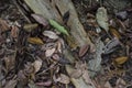 Jungle floor on West Pangkor island, Malaysia