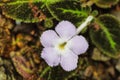 Jungle flower, Costa Rica