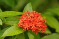 Jungle flower, Costa Rica