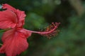 Jungle flower of sri lanka