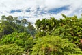 Jungle forest Bukit Lawang