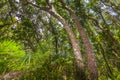 Jungle forest Jozani Chwaka Bay National Park, Zanzibar, Tanzania Royalty Free Stock Photo