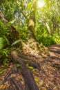 Jungle forest Jozani Chwaka Bay National Park, Zanzibar, Tanzania Royalty Free Stock Photo