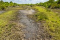 Jungle forest swamp Jozani Chwaka Bay National Park, Zanzibar, T Royalty Free Stock Photo